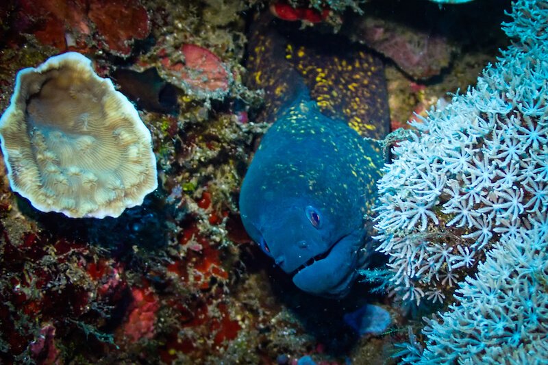 a yellow edged moray eel as seen at the Japanese shipwreck