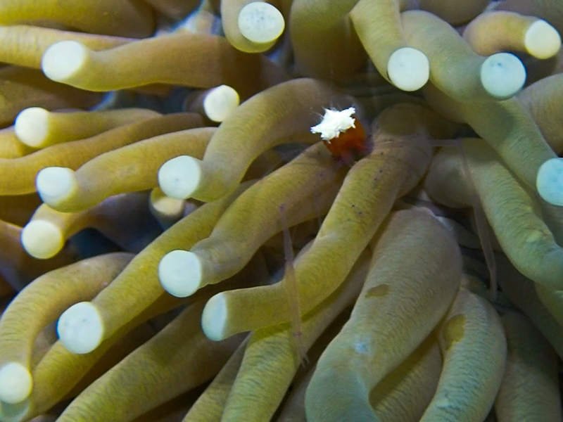 Shrimp inside an anemone