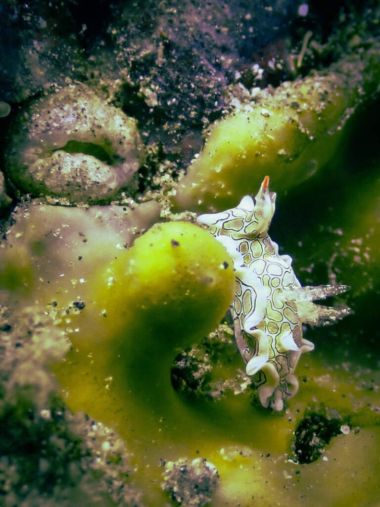 psychedelic batwing slug with funny looking gills and pattern