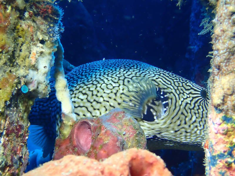 Pufferfish hiding in the Pyramid-like structure in this popular dive site