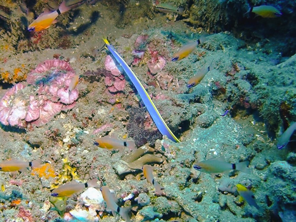 Mature blue and yellow ribbon eel