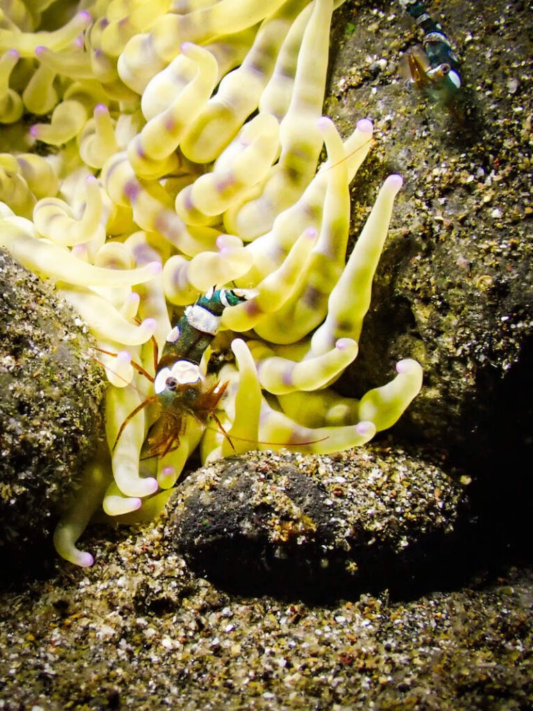 Sexy anemone shrimp hiding in yellow and pink anemone