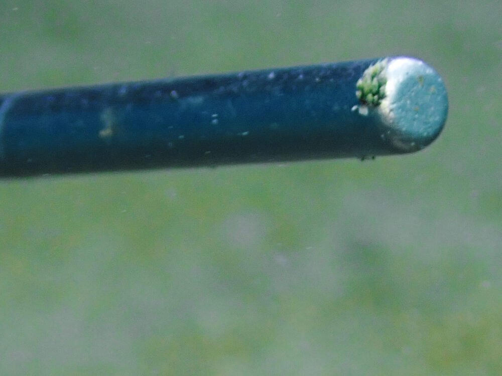 Blurry teeny tiny nudibranch on a scouting stick