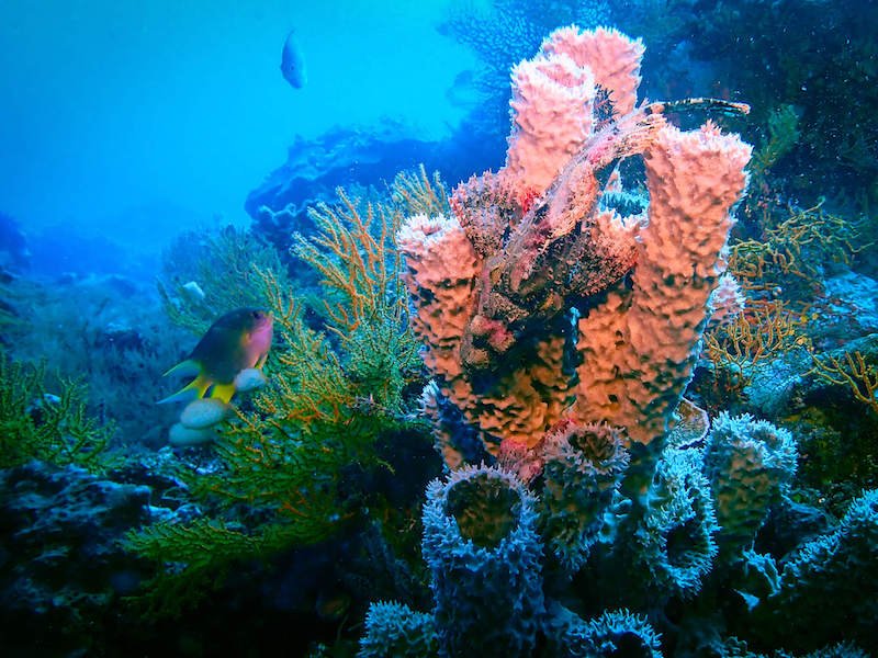 Stonefish sitting on coral in Jemeluk Wall area