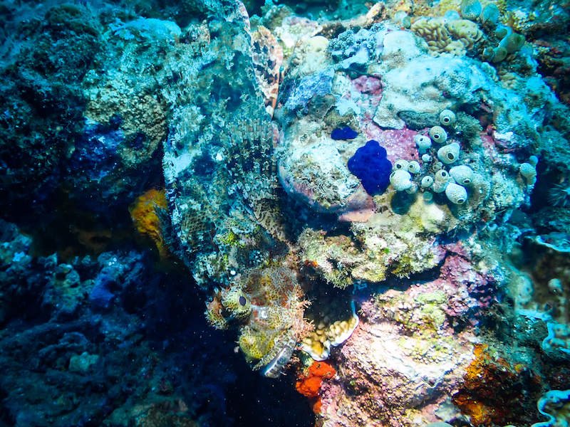 Stonefish camouflaging on coral