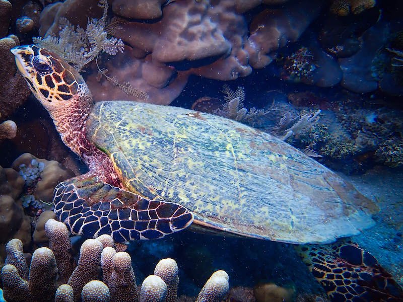 A hawksbill turtle in Amed, Bali