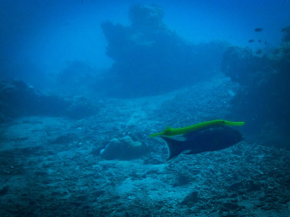 Yellow trumpetfish sitting atop another fish, getting a ride along with it