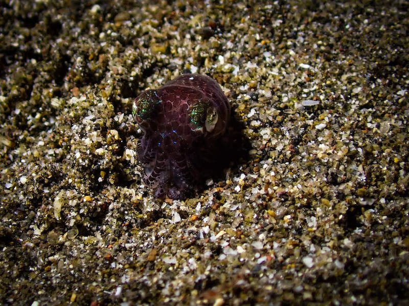 Baby cuttlefish as seen on a night dive