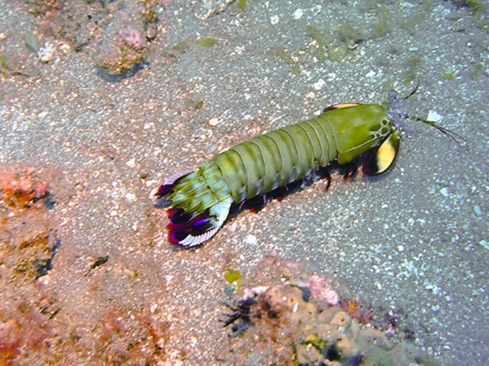 Peacock mantis shrimp, a huge shrimp that resembles a lobster without a shell
