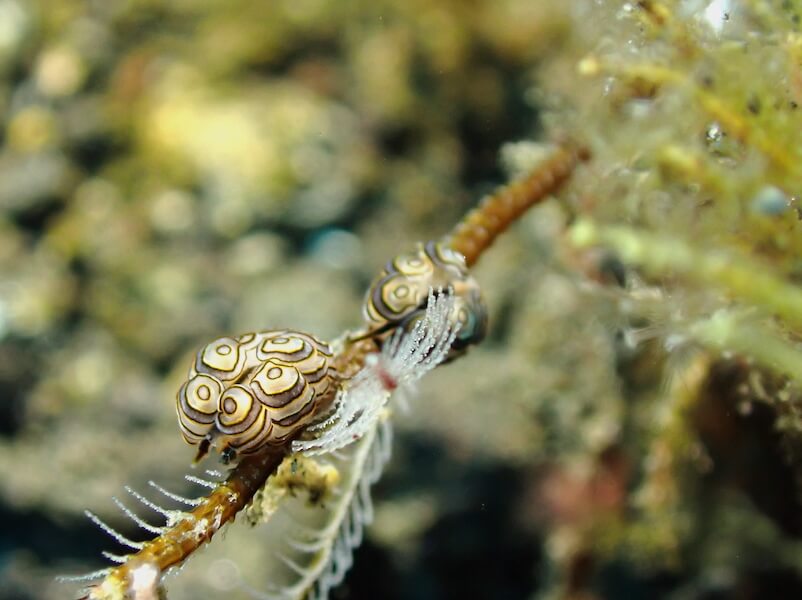 Doto greenamyeri egg-shaped nudibranch on a hydroid