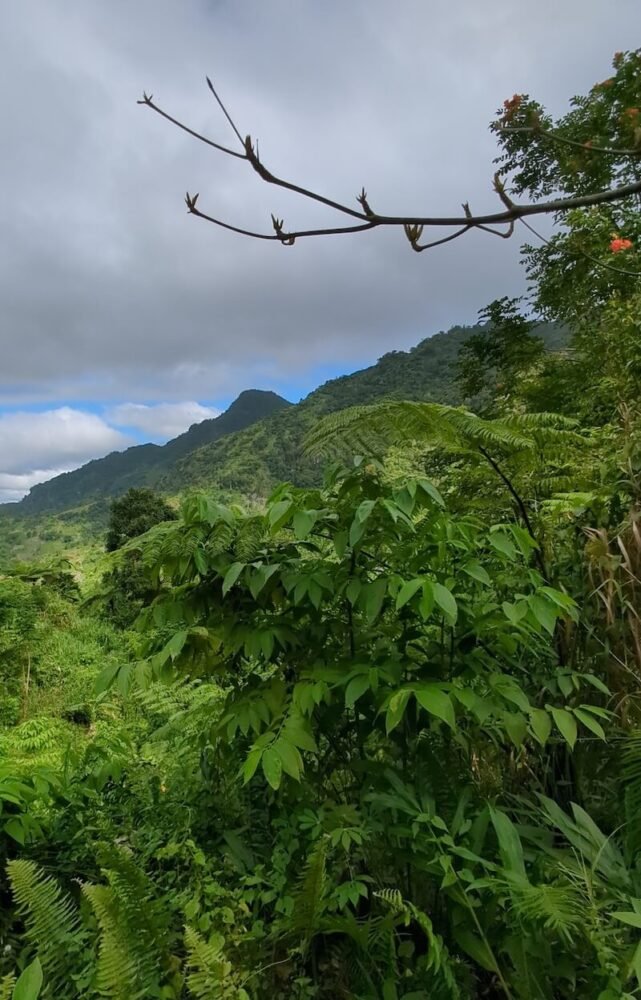 Landscape of the beautiful surroundings around Savulelele Waterfall which is well-maintained and beautiful