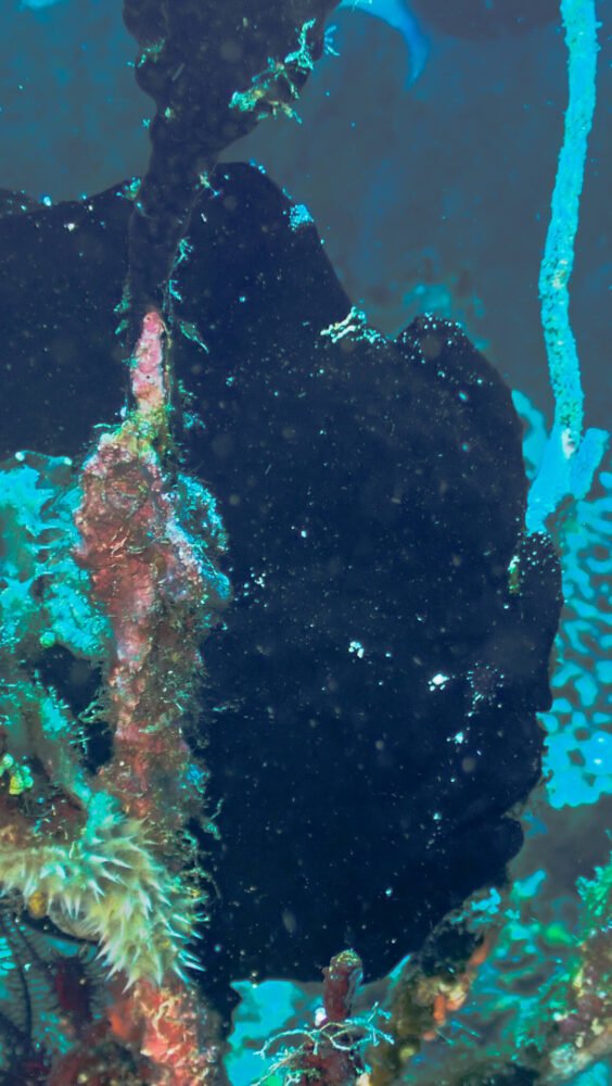 A giant frogfish in black color