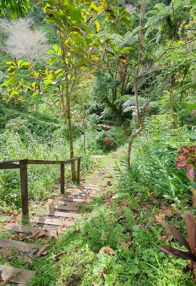 A stairway as part of the hiking trail to Savulelele Waterfall going down a hilly path through a lush jungle area