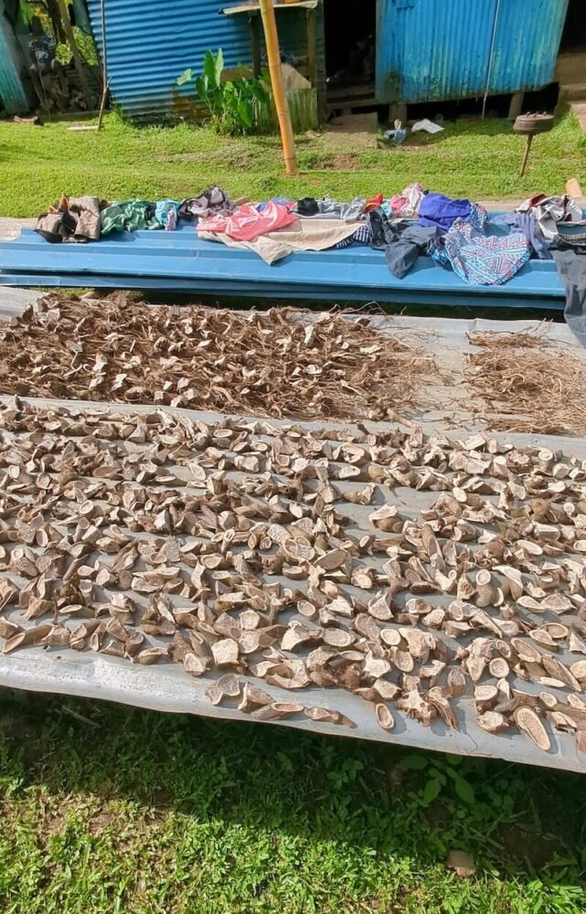 Dried kava root being prepared in the Nabalasere village for future grinding, consumption, and sale