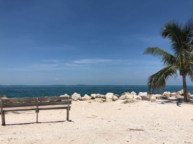 view of the beach in miami with palm tree and bench