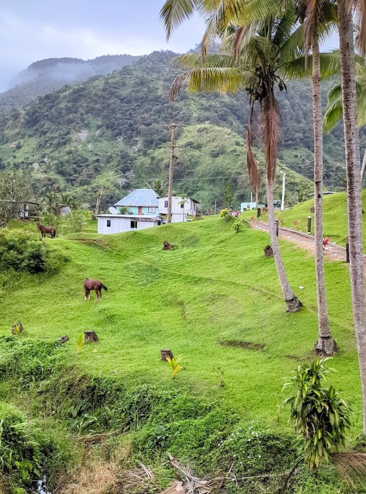 Horse in a field in Nabalasere village with landscape looking beautiful and dreamy surrounding lush Fiji hills