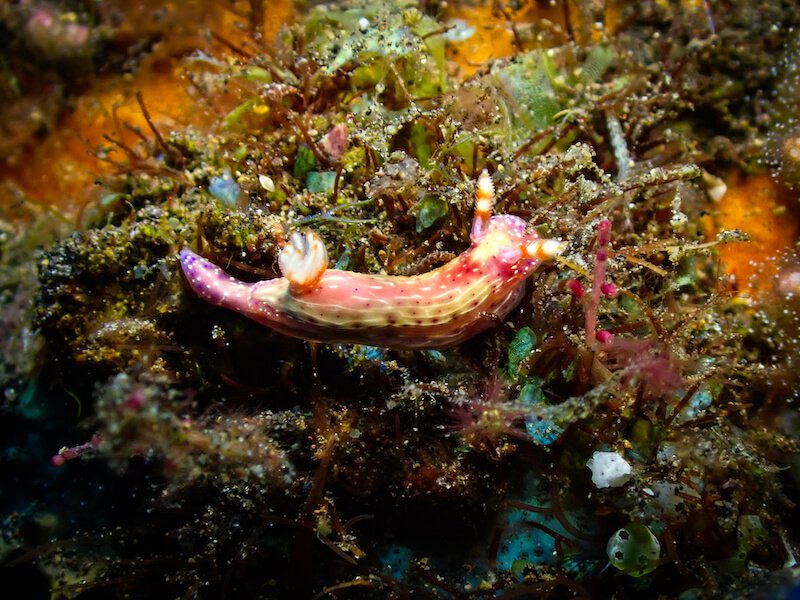 pink and purple and brown colorful sea slug