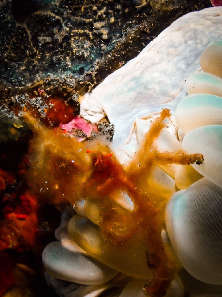 an orangutan crab on the bubble anemone