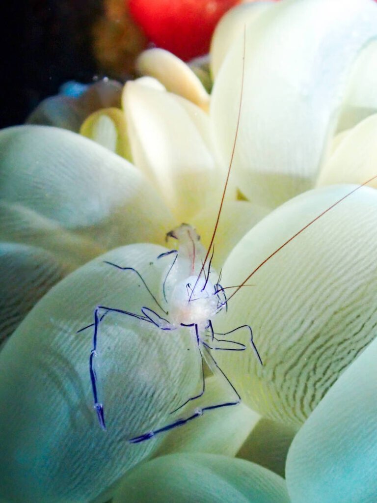 a purple shrimp on a bubble anemone