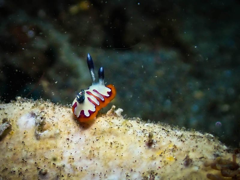 orange, white and purple nudibranch on a coral