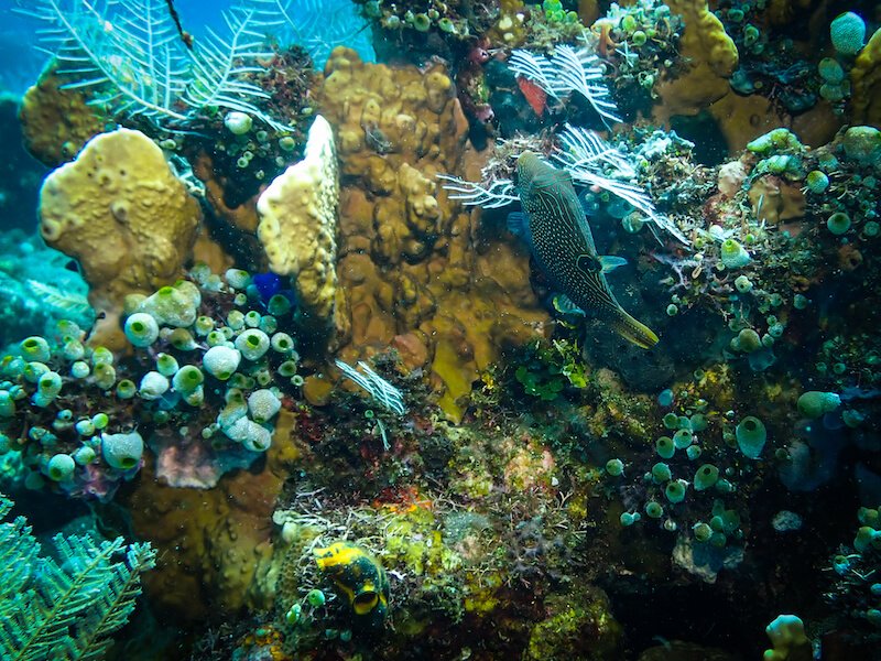 View of the coral garden and fish