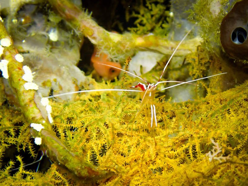 Yellow sea fan with cleaner shrimp on it