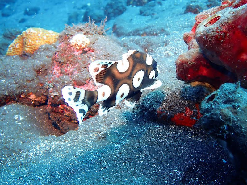 a juvenile fish with brown and black and white markings