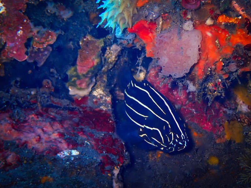 Black fish in the coral