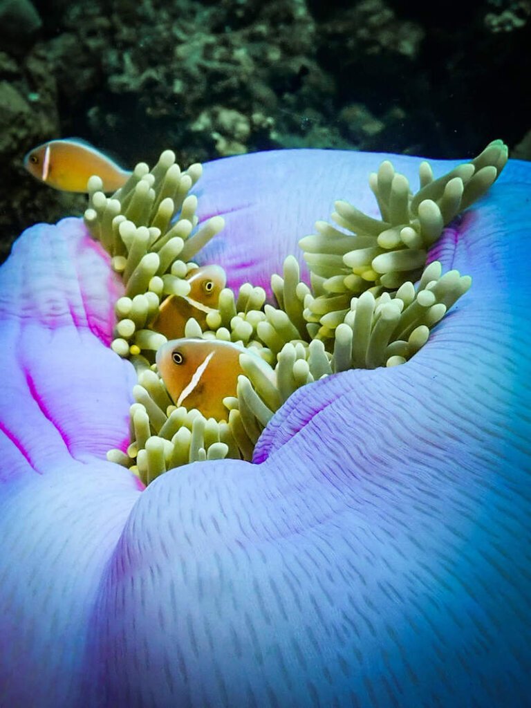 purple anemone with clownfish inside it