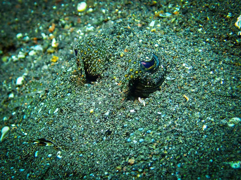 a flounder eyeballs in the sand