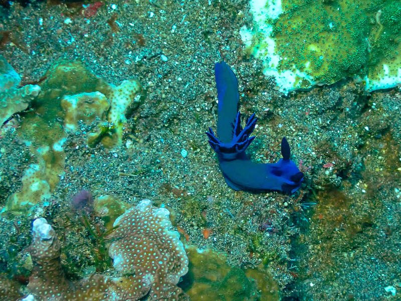 a blue sea slug with a funny looking gill