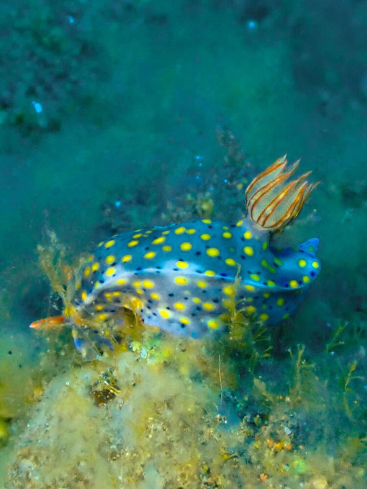 Speckled nudibranch with orange gills 