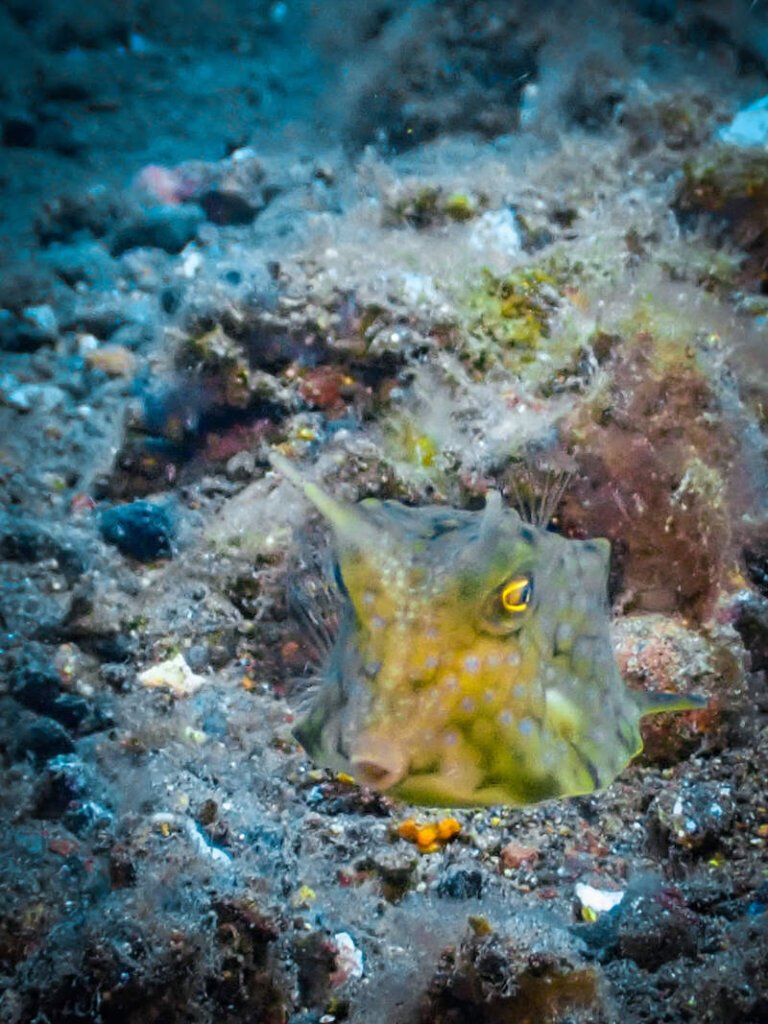 Silly-looking fish with horns looking at the camera