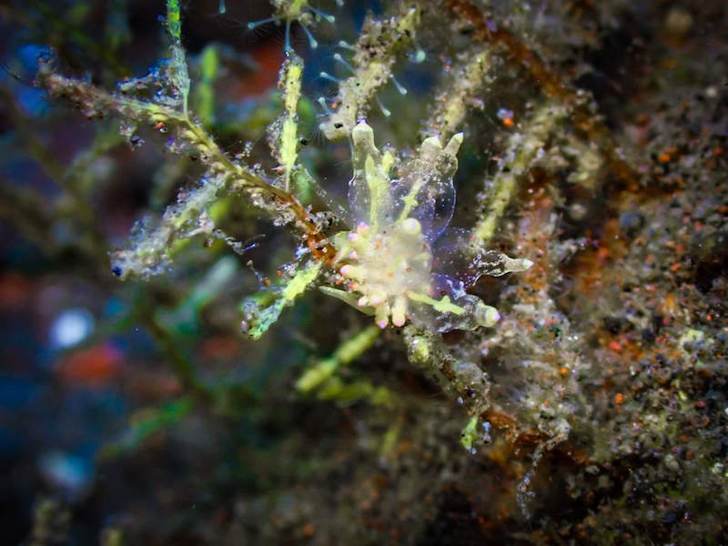 a greenish clear nudibranch on a piece of soft coral