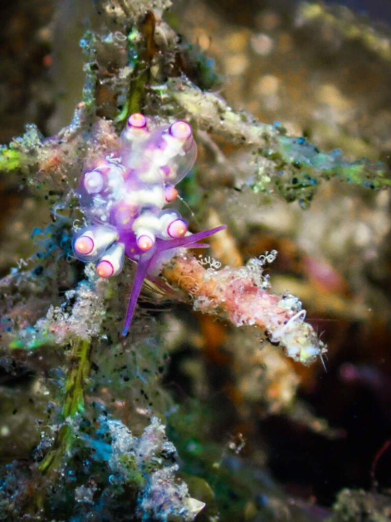 Purple antennae of a nudibranch with pink and white detail