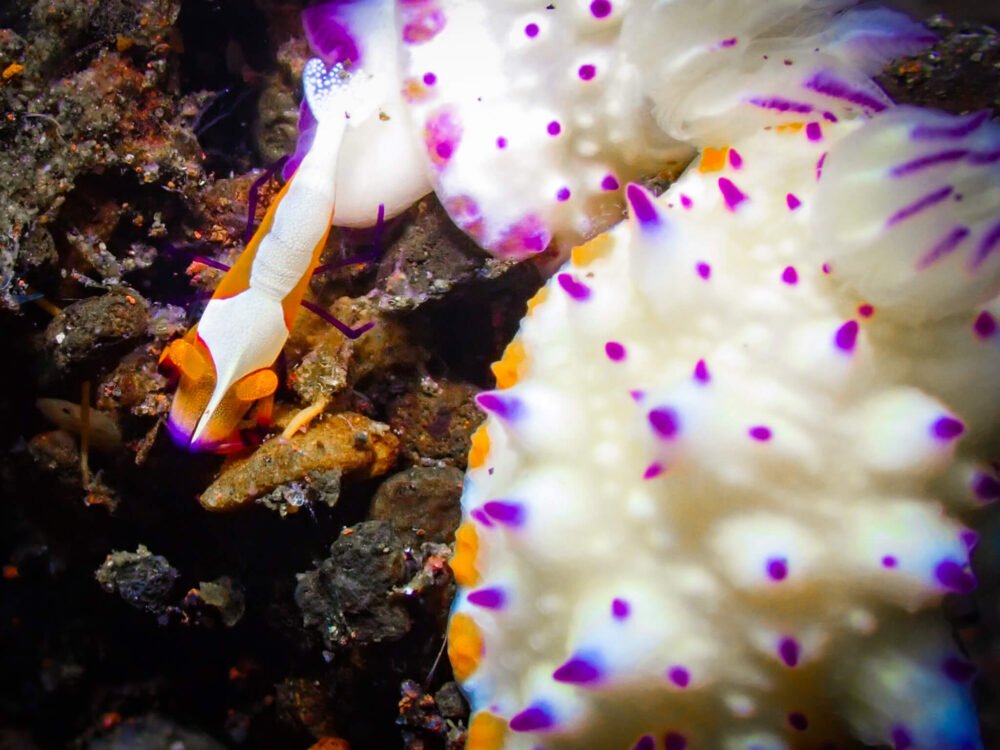 A purple, white and orange shrimp next to two nudibranchs