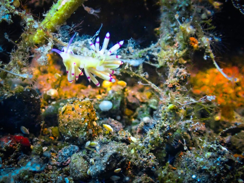 Flabellina aeolid nudibranch with white and purple colors