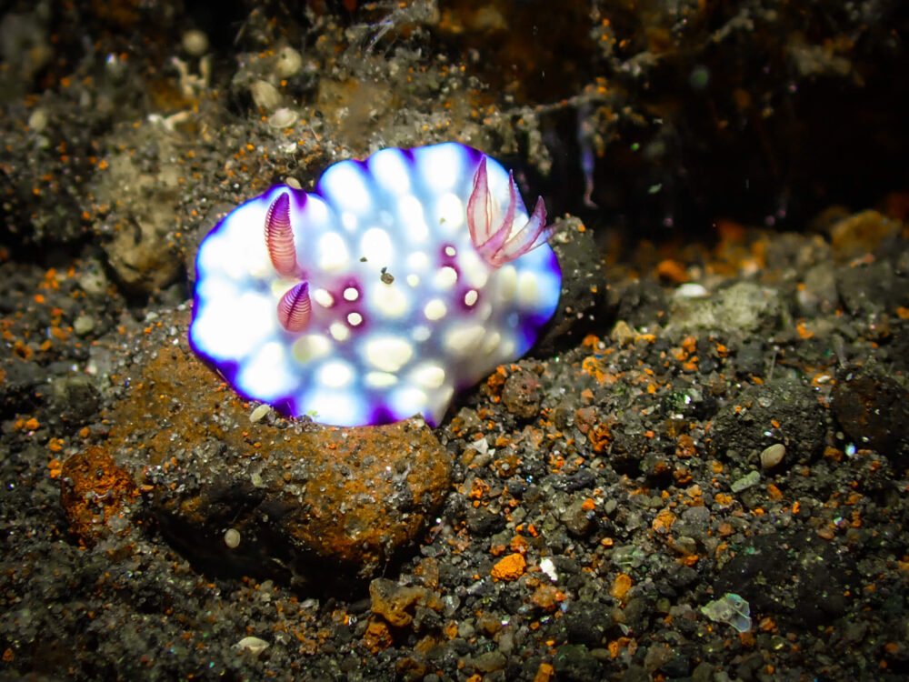 a bumpy-textured nudibranch with some spots and purple gills