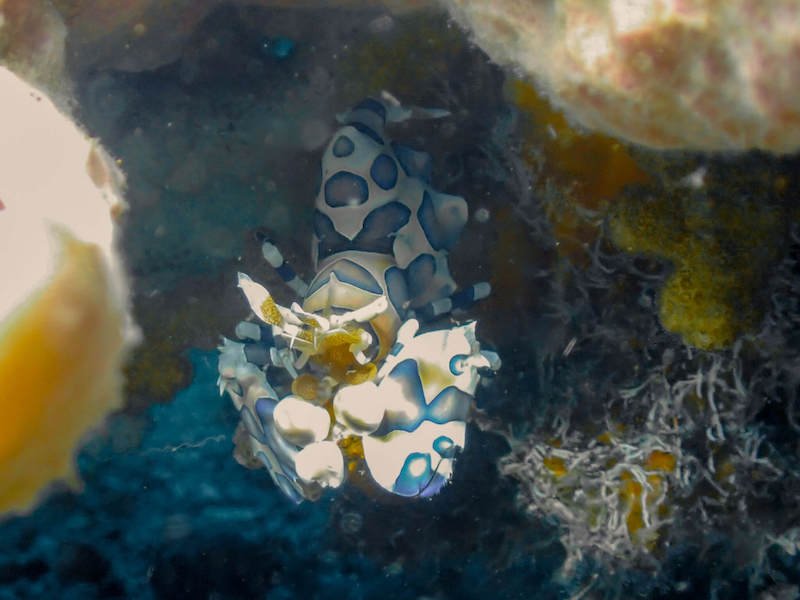 A harlequin shrimp hiding out in the coral 