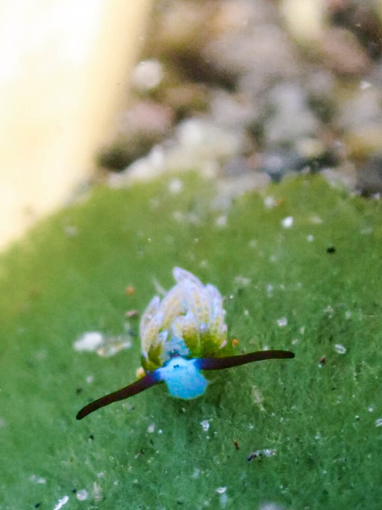 Leafy nudibranch on a grass