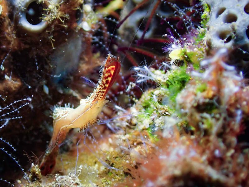 A shrimp with a huge nose seen in the coral