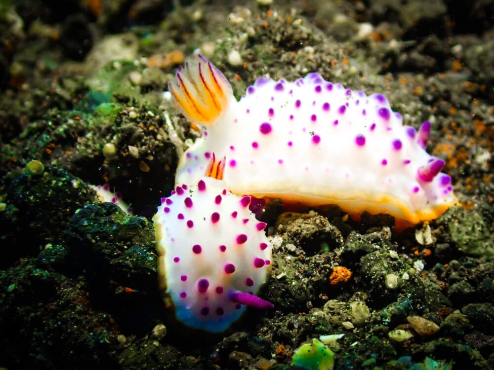 A white-bodied nudibranch with purple dots and orange gills