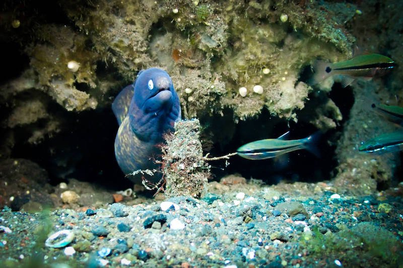 white-eyed moray eel