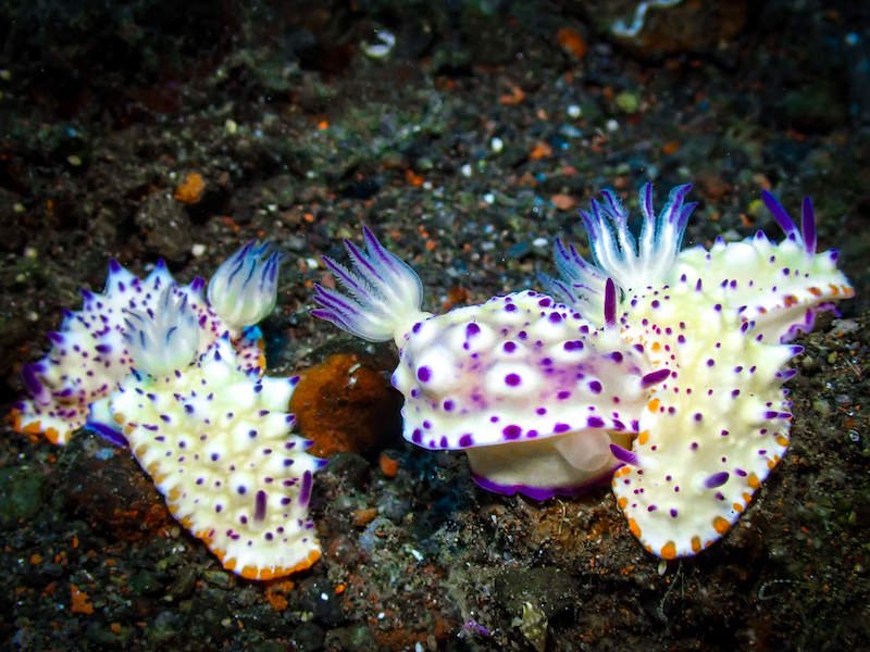 A group of several nudibranchs hanging out underwater in bali