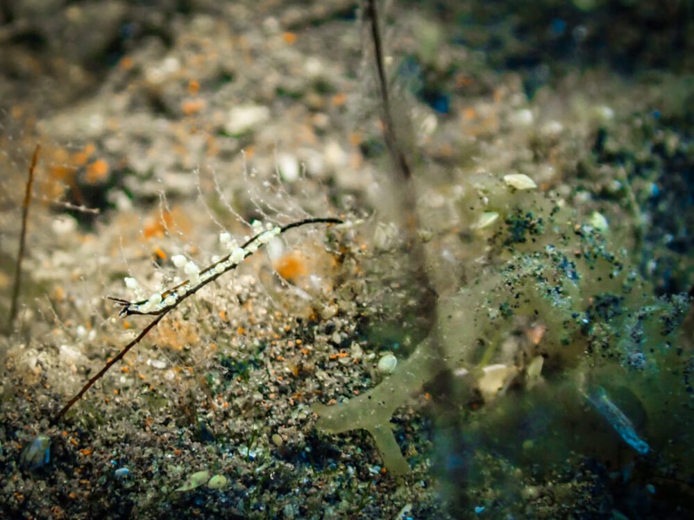 A nudibranch that blends into the soft corals