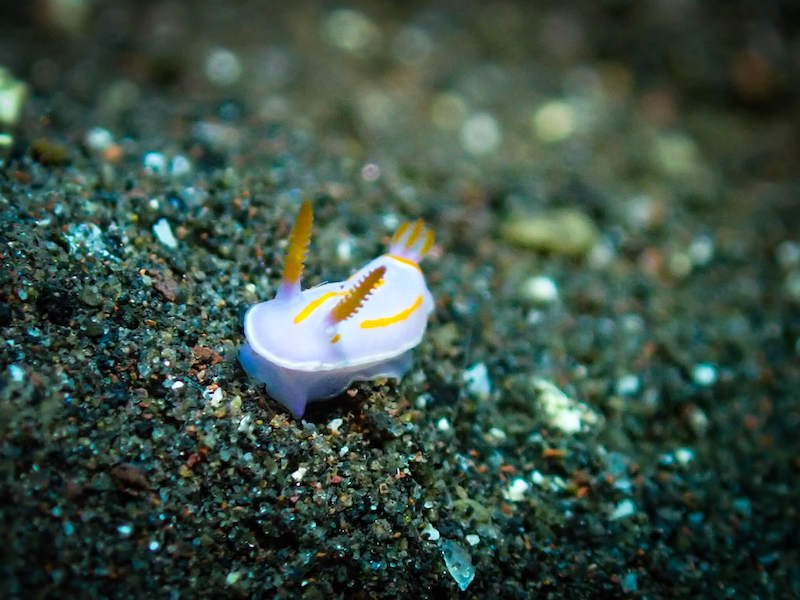 A white nudibranch sea slug on the sand with orange antennae