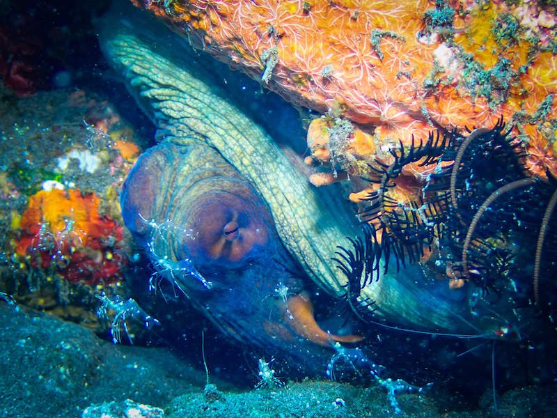 Octopus hiding under a rock with cleaner shrimp in front