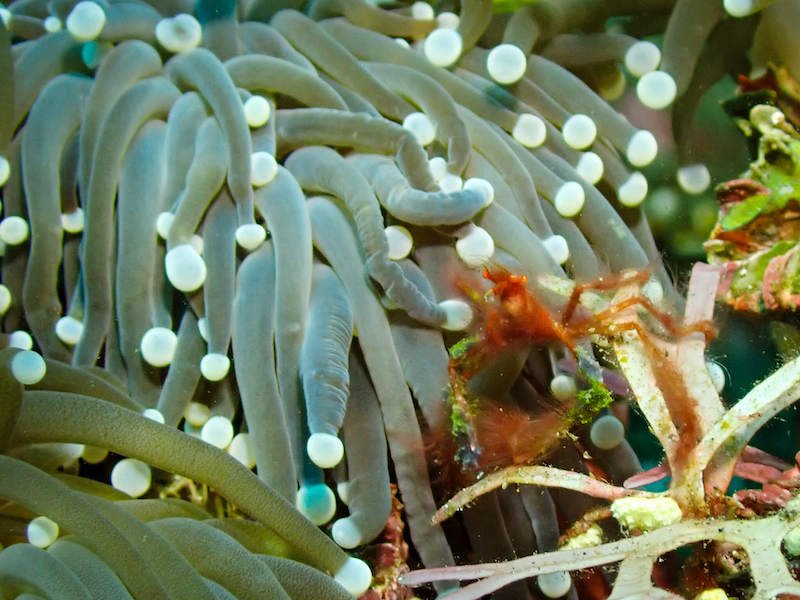 an orangutan crab on some anemone