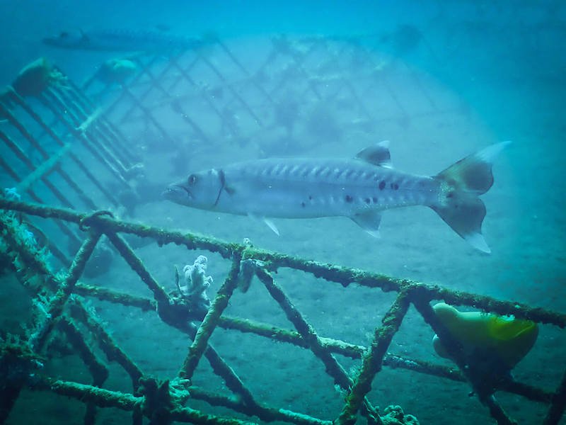 A giant barracuda and coral rehabilitation structures