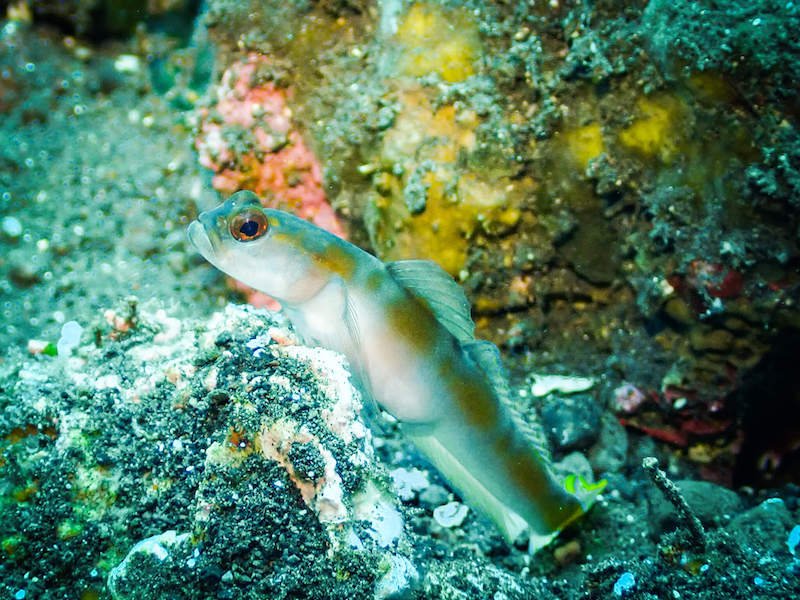 A goby perched on a rock in the coral gardens dive site in Tulamben